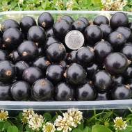 Саджанець Смородина Чорний десерт в контейнері